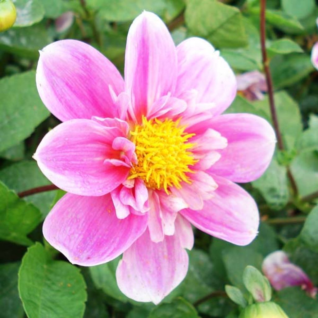 Dahlia Hartenaas Obs