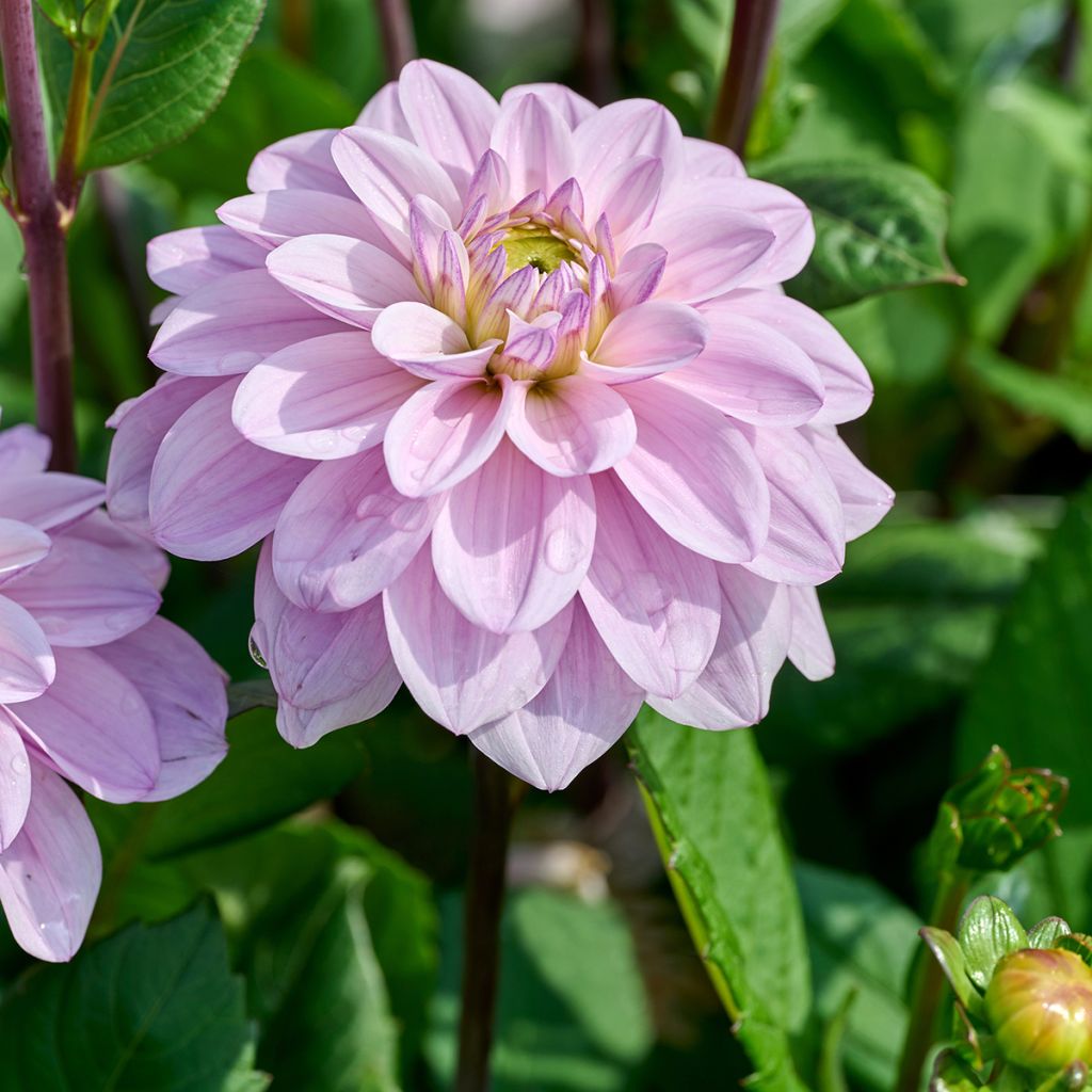 Dahlia Sweet Surprise