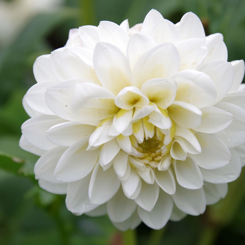 Dahlia White Onesta