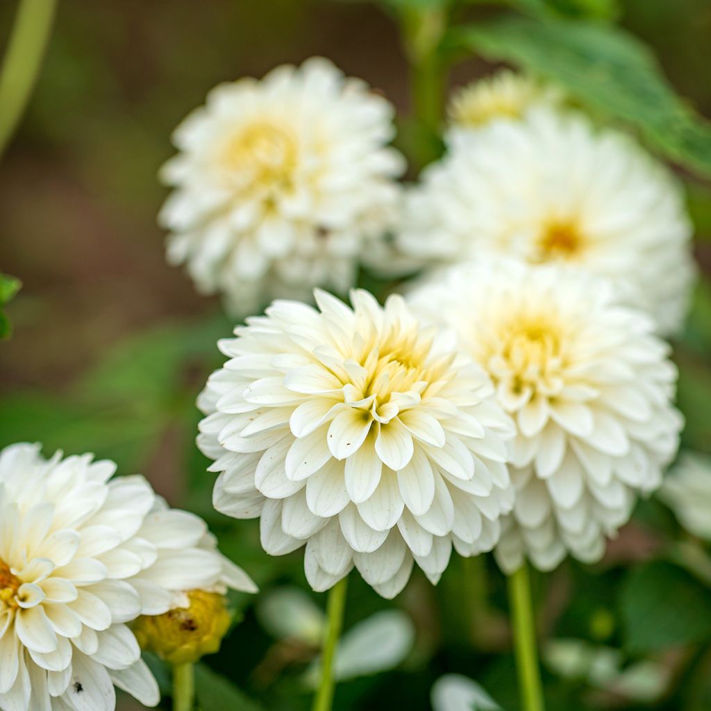 Dahlia White Onesta