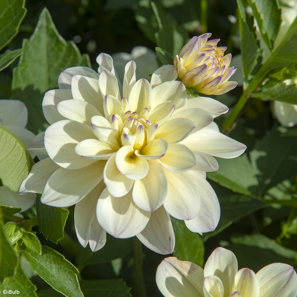 Dahlia  Lake Carey - Dahlia décoratif Lake Carey