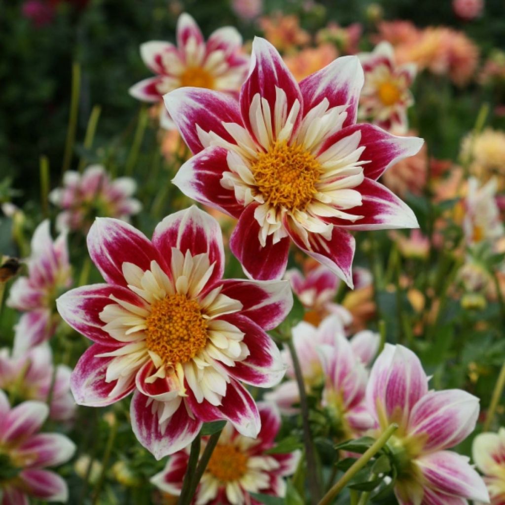 Dahlia Fashion Monger