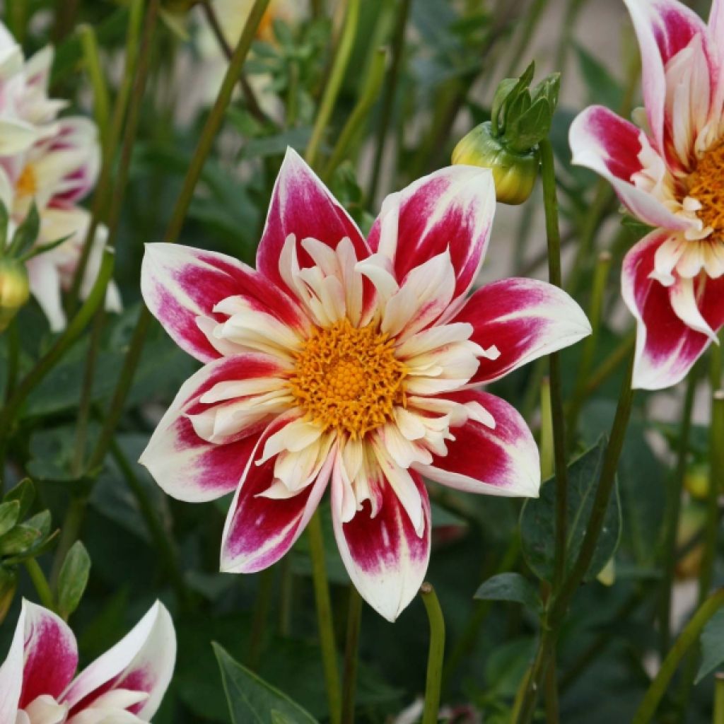 Dahlia Fashion Monger