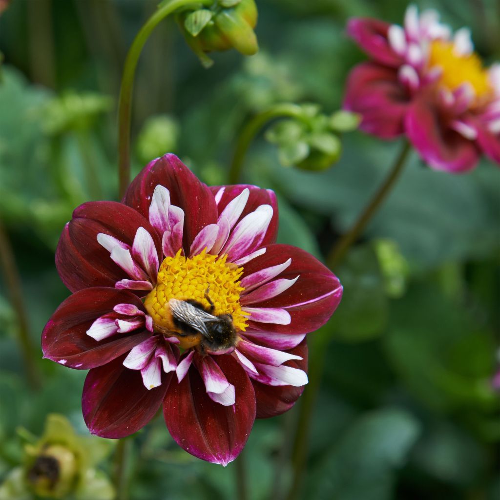 Dahlia 'Impression Fantastico'