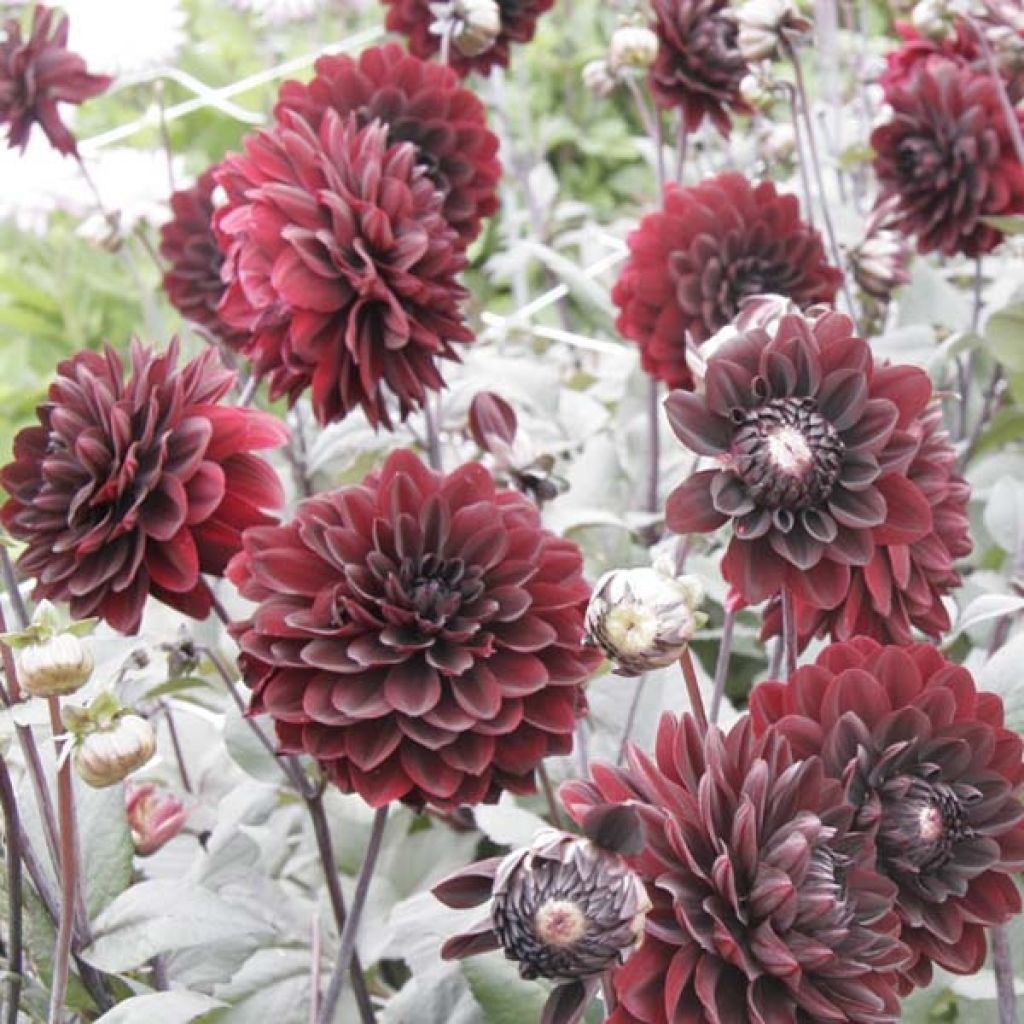 Dahlia Karma Choc
