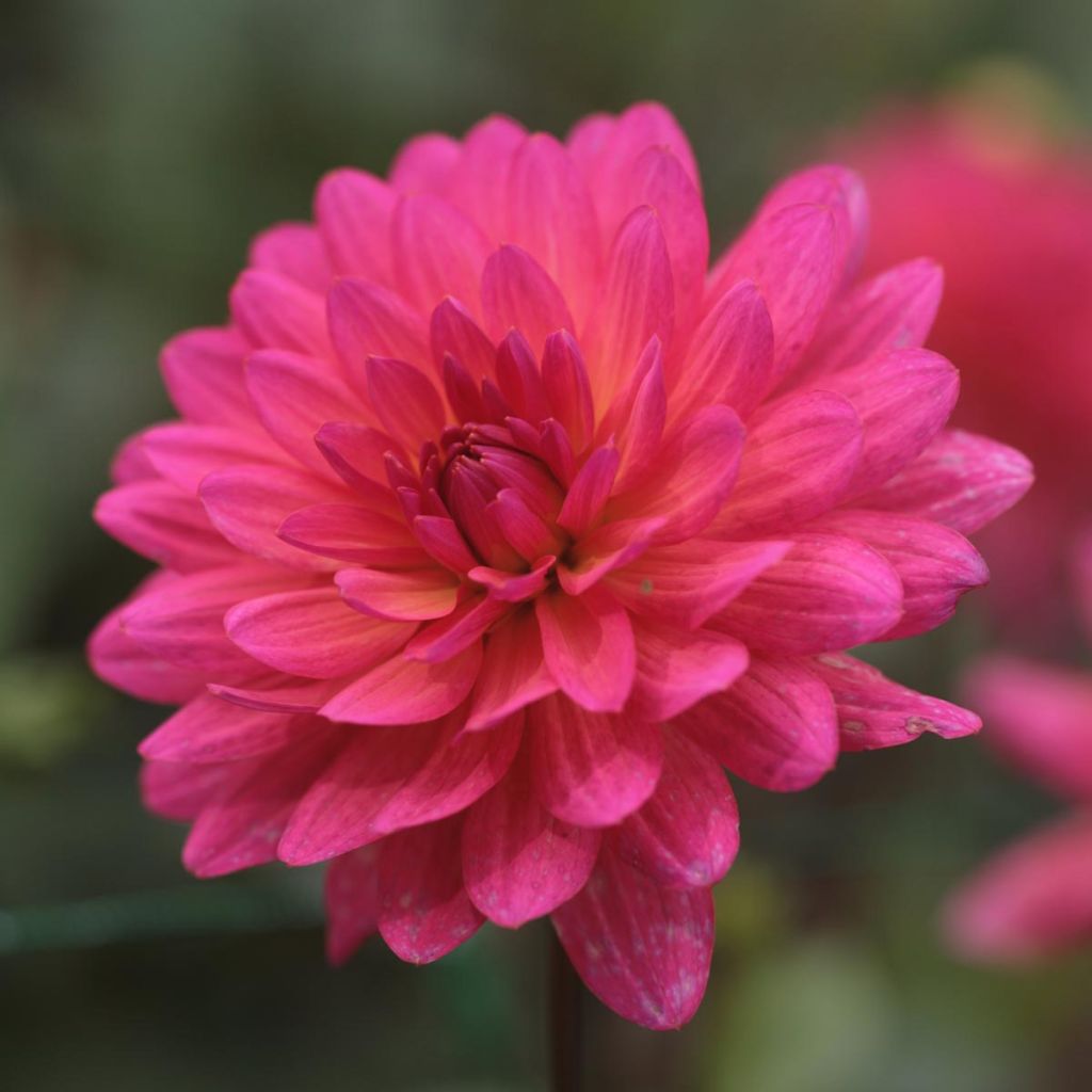 Dahlia Karma Fuchsiana