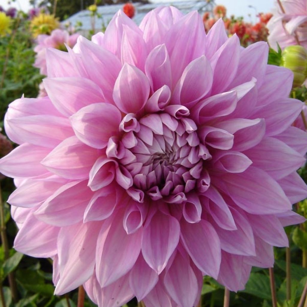 Dahlia Lavender Perfection