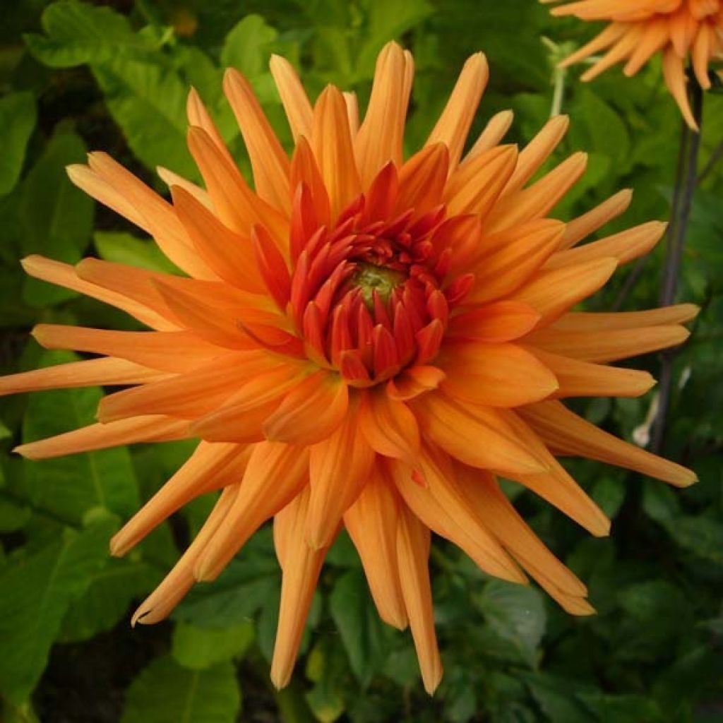 Dahlia Ludwig Helfert