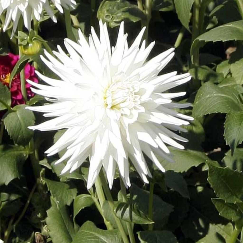 Dahlia My Love