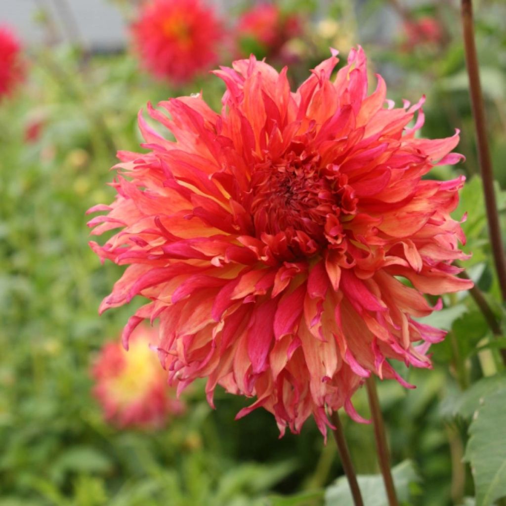 Dahlia Myrtle's Folly