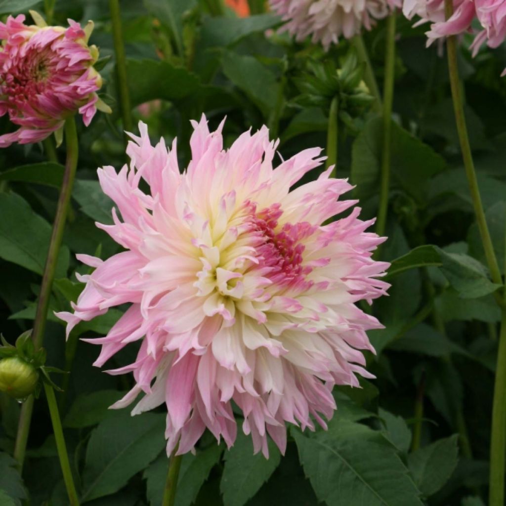 Dahlia Nadia Ruth