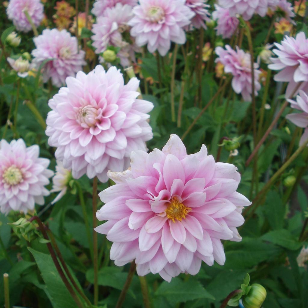 Dahlia Offshore Dream
