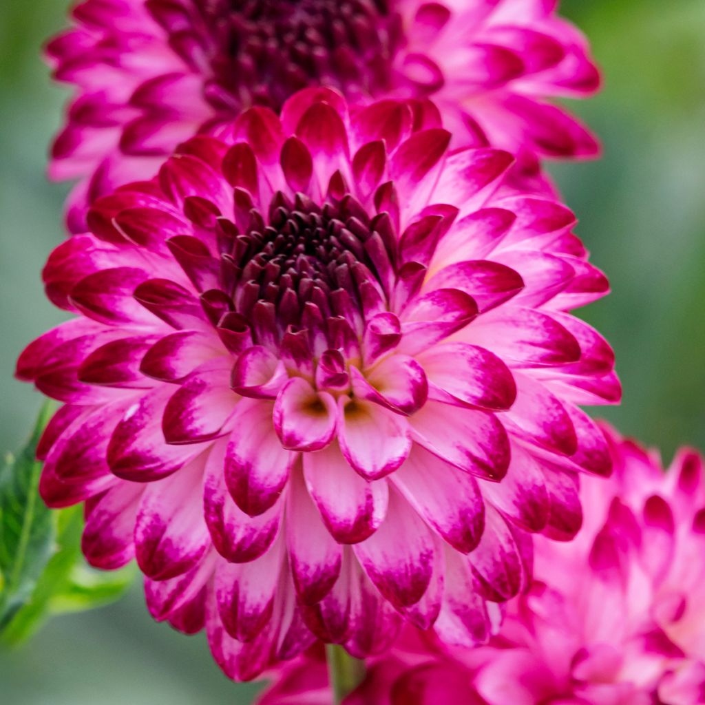 Dahlia  Little Robert - Dahlia décoratif à petites fleurs Little Robert