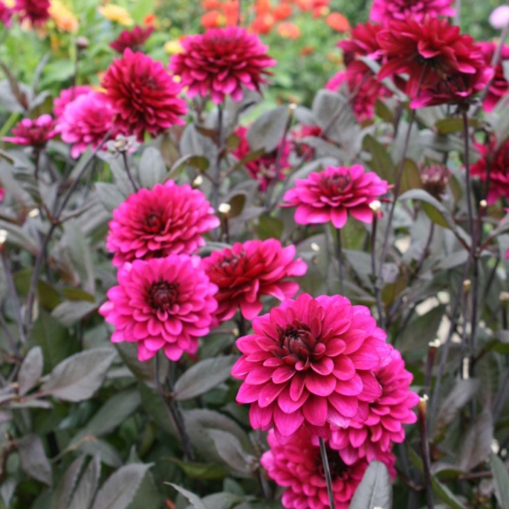 Dahlia Purple Flame