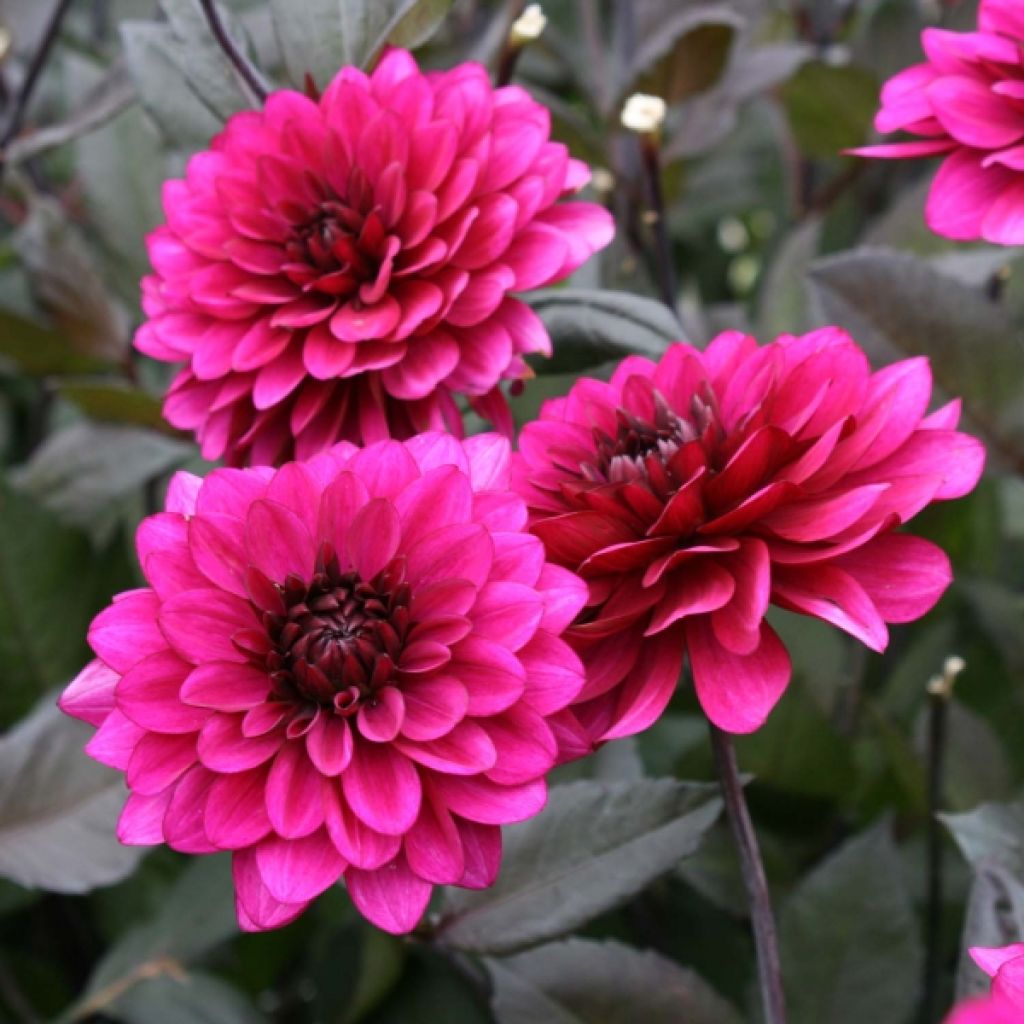Dahlia Purple Flame