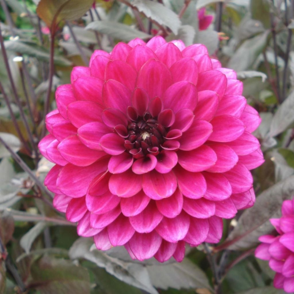 Dahlia Purple Flame