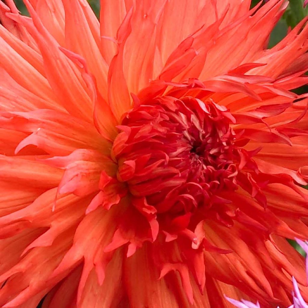 Dahlia 'Mel's Orange Marmalade'