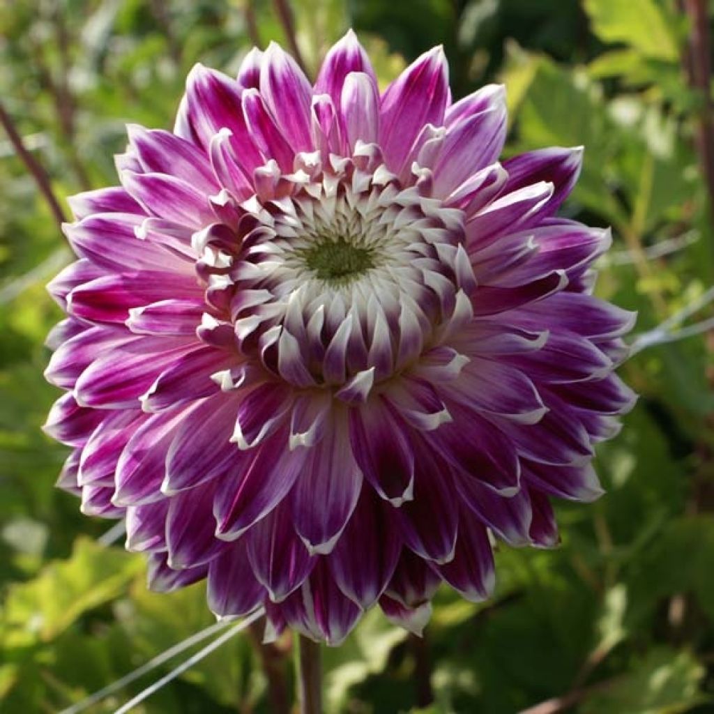 Dahlia Vancouver