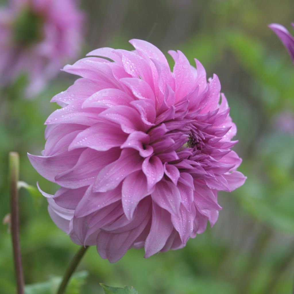 Dahlia Vassio Meggos