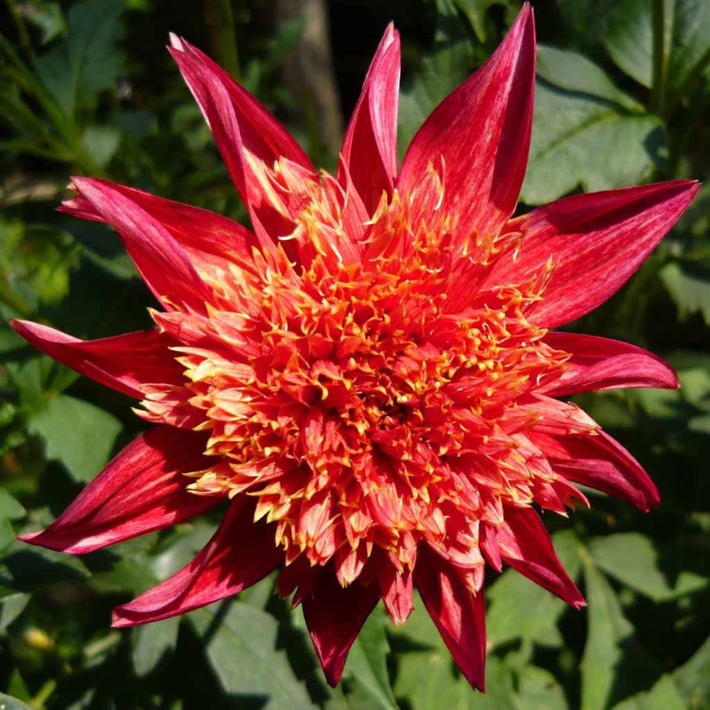 Dahlia Jive