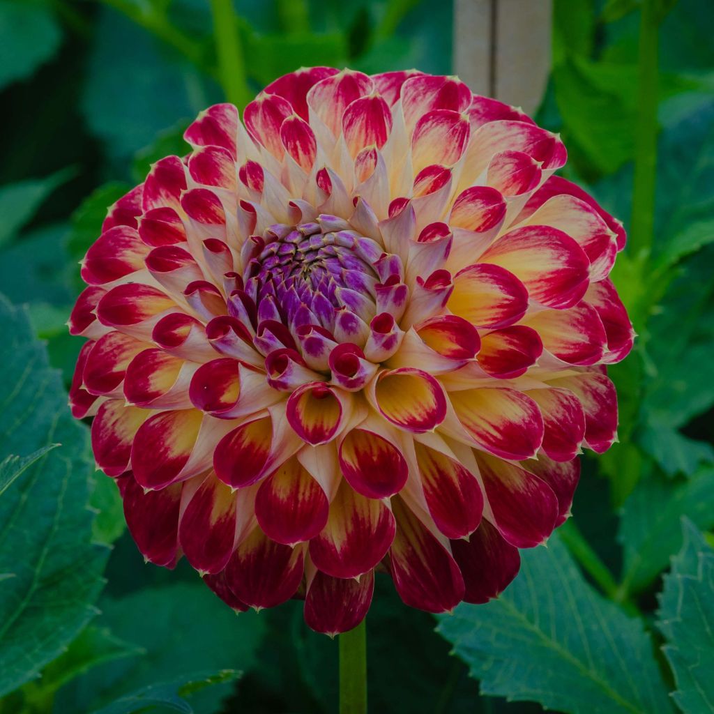 Dahlia Jowey Joshua