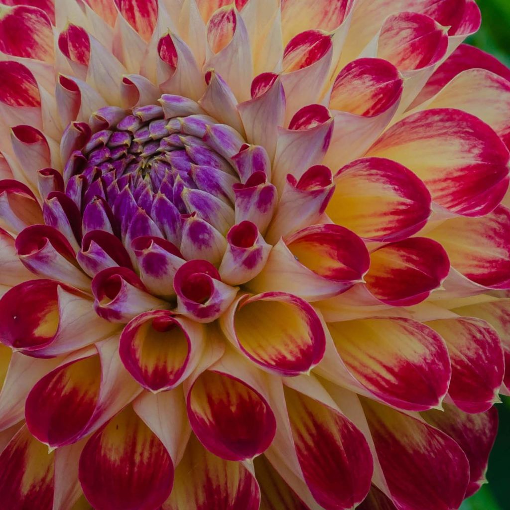 Dahlia Jowey Joshua