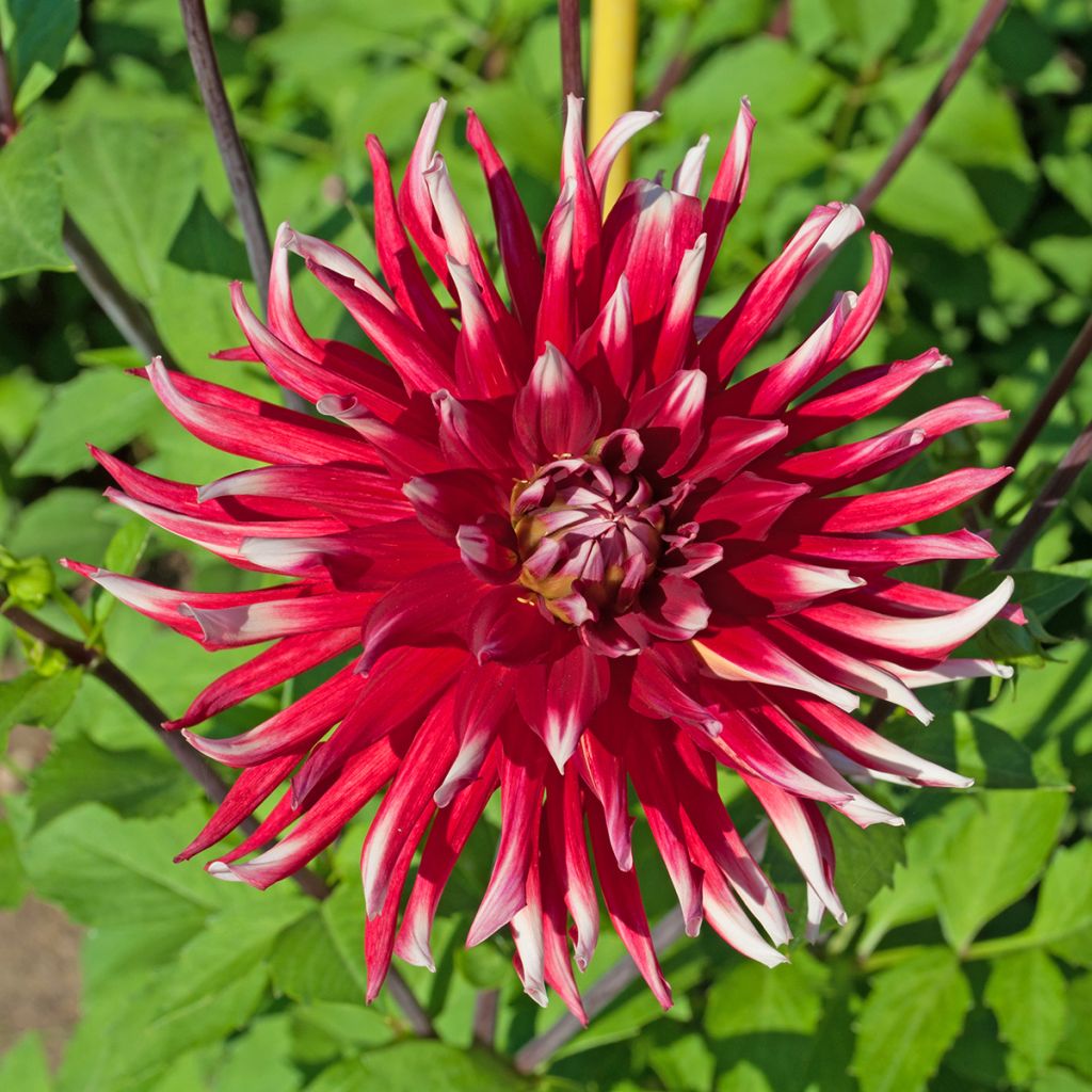 Dahlia Friguolet