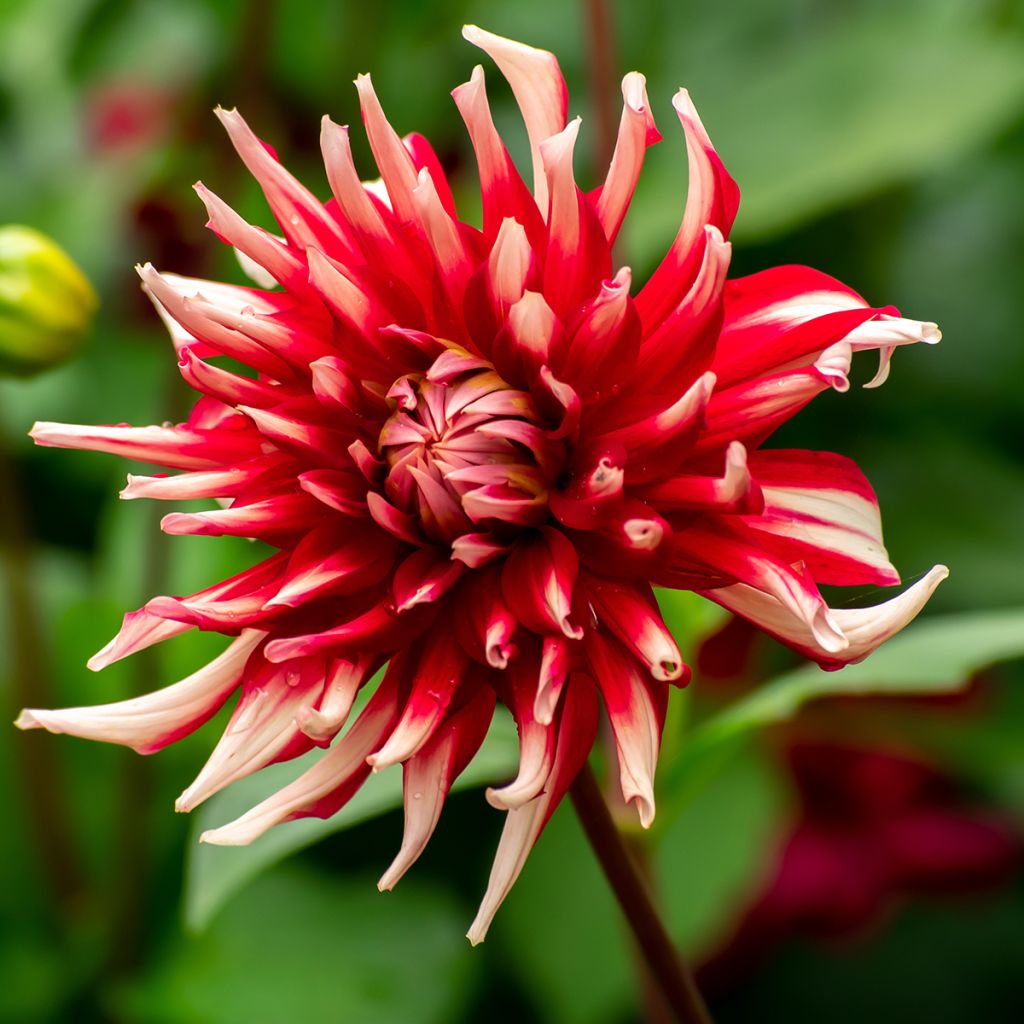 Dahlia Friguolet