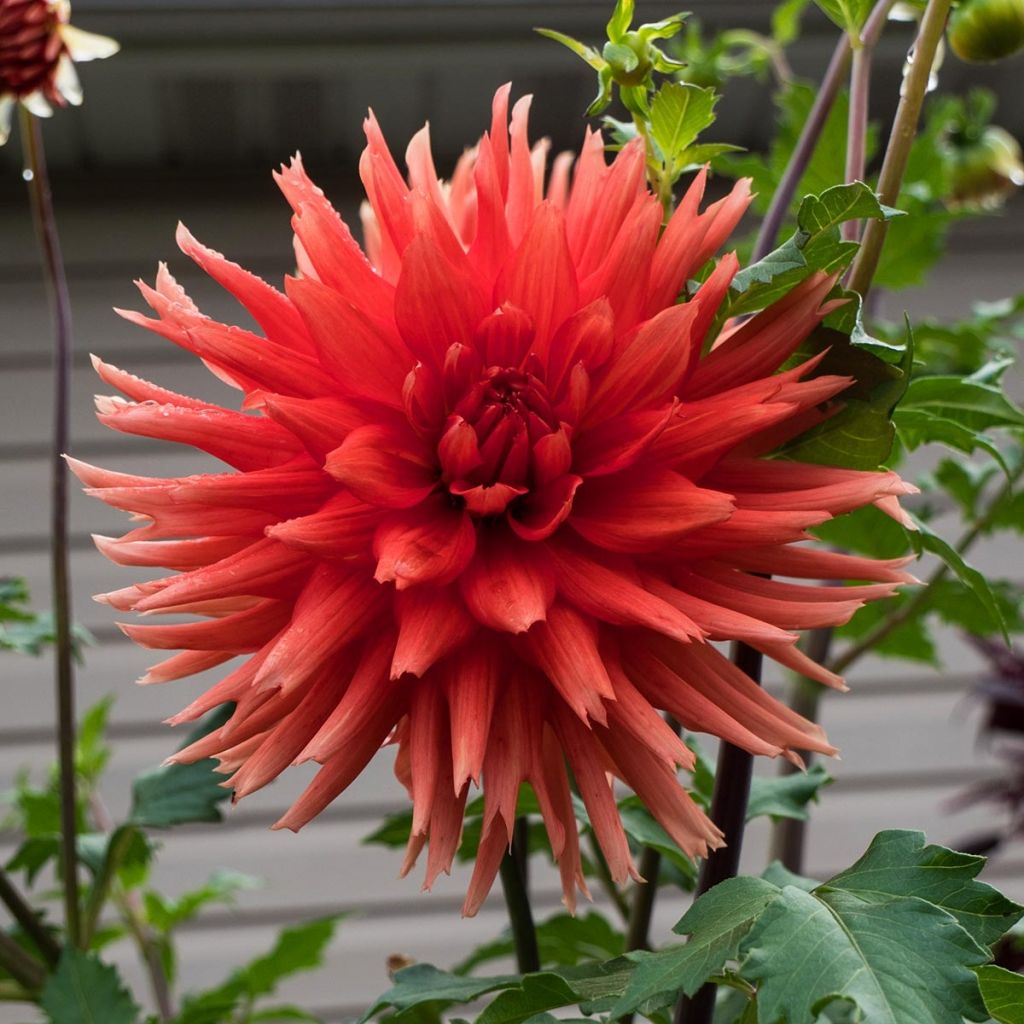 Dahlia Park Idylle