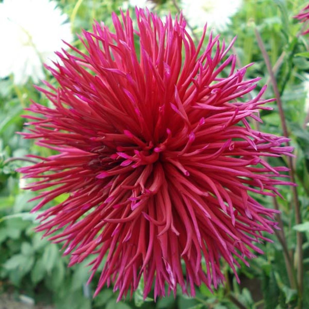 Dahlia Urchin