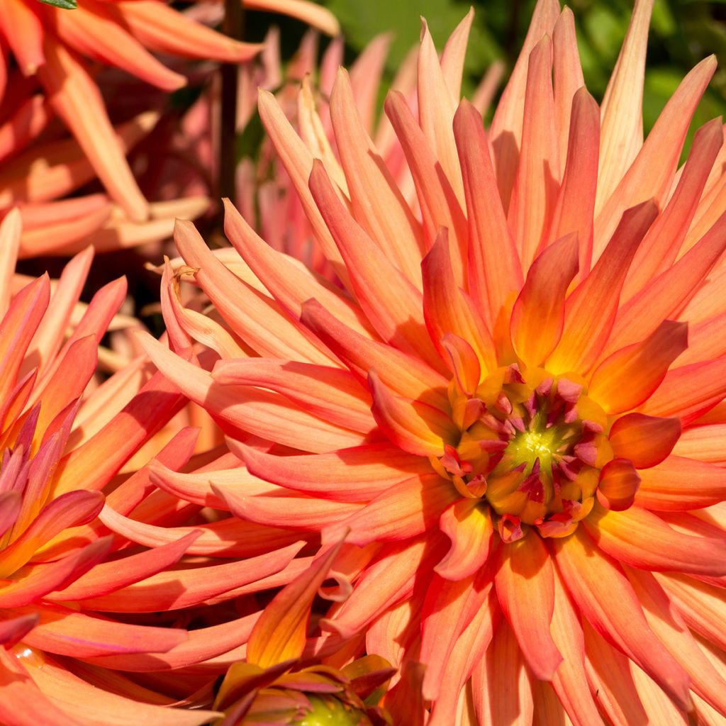 Dahlia Park Record