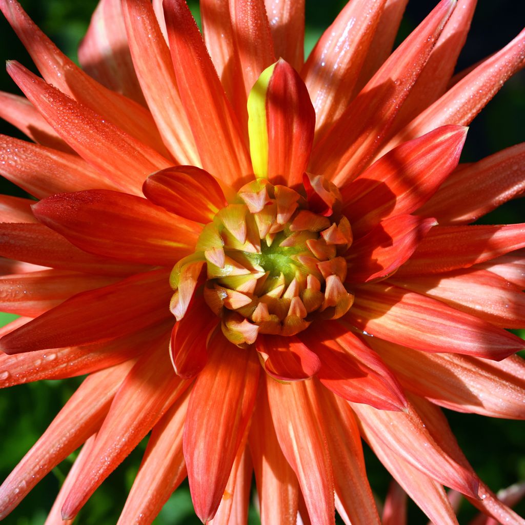 Dahlia Park Record