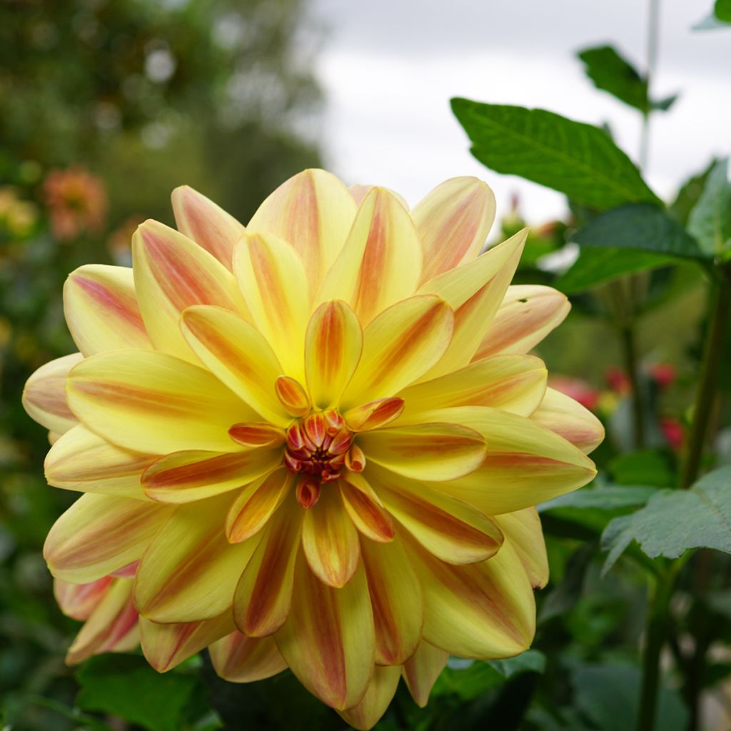 Dahlia Happy Butterfly