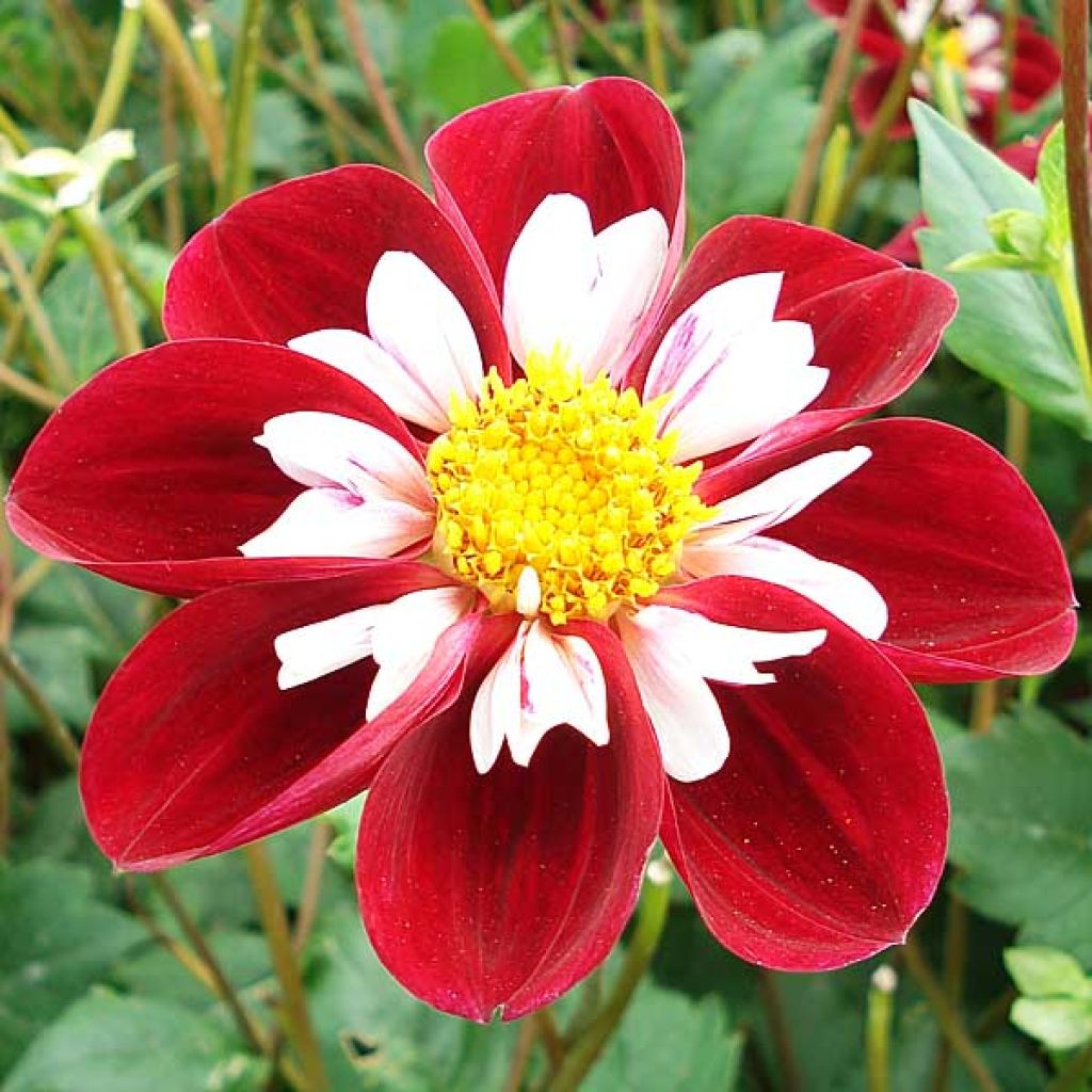 Dahlia Mary Evelyn