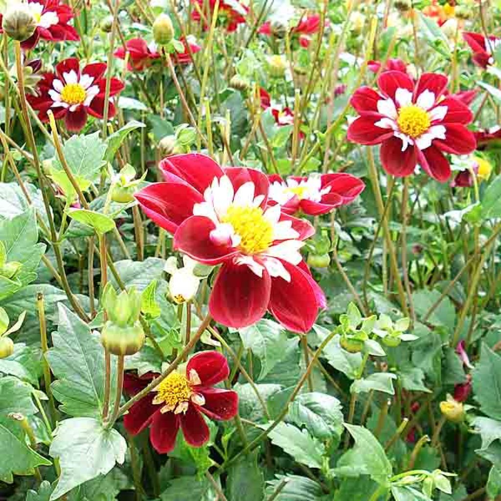 Dahlia Mary Evelyn