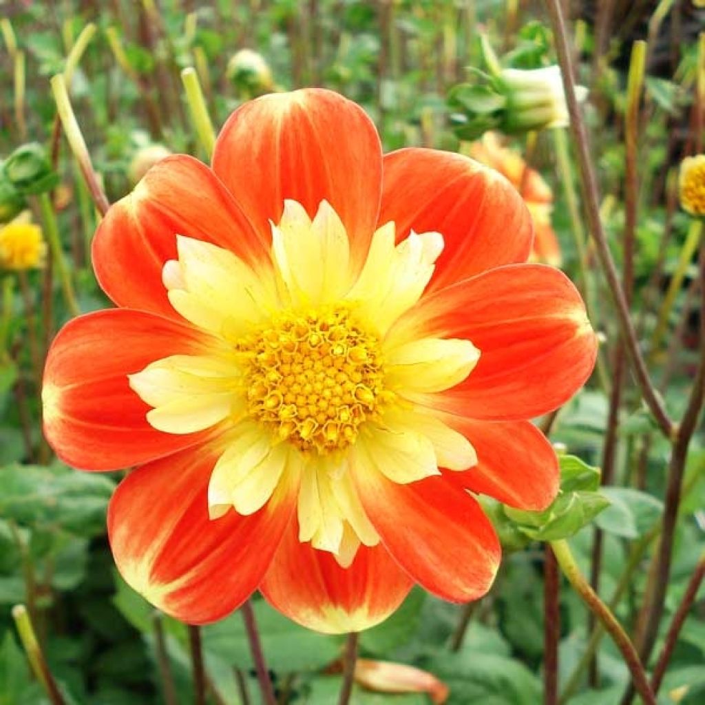 Dahlia 'Pooh'