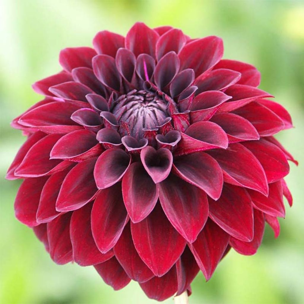 Dahlia Arabian Night