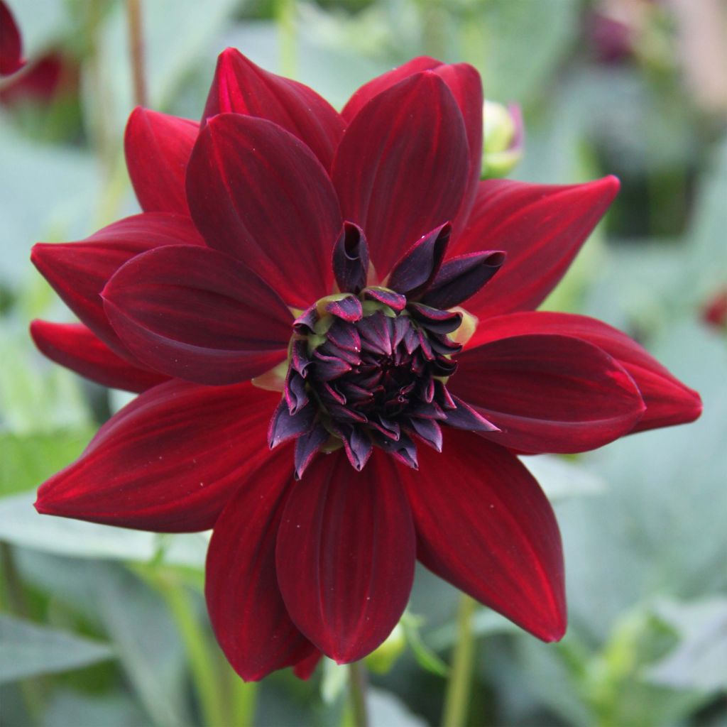 Dahlia Arabian Night