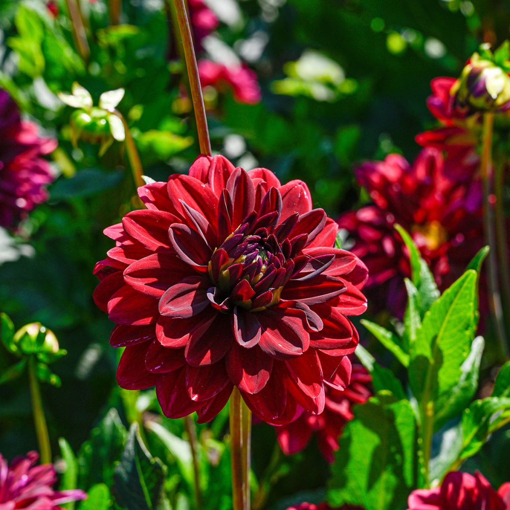 Dahlia Arabian Night