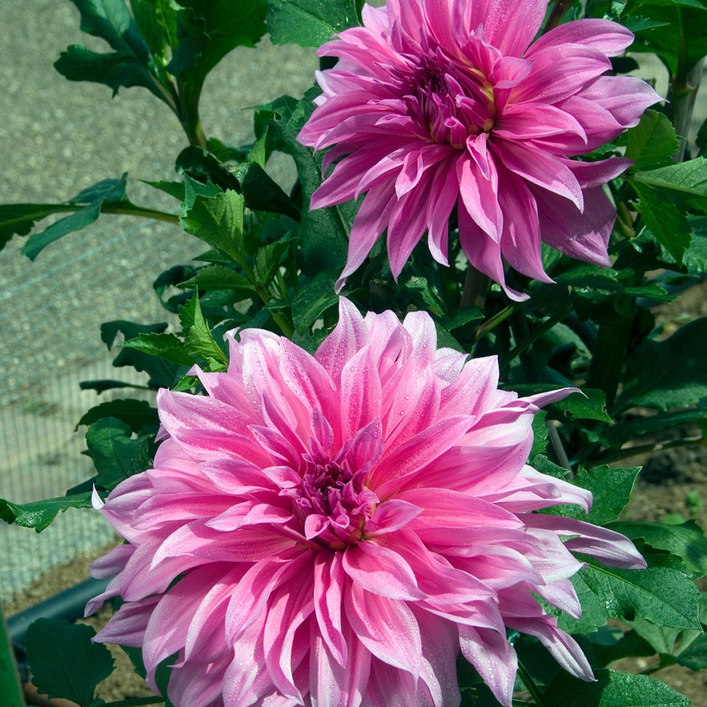 Dahlia Babylon Rose