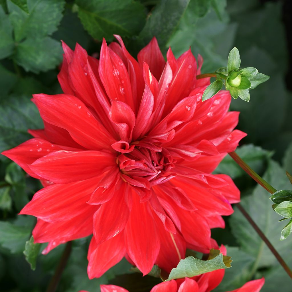 Dahlia Babylon Red
