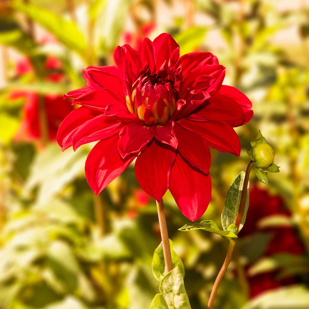 Dahlia Babylon Red