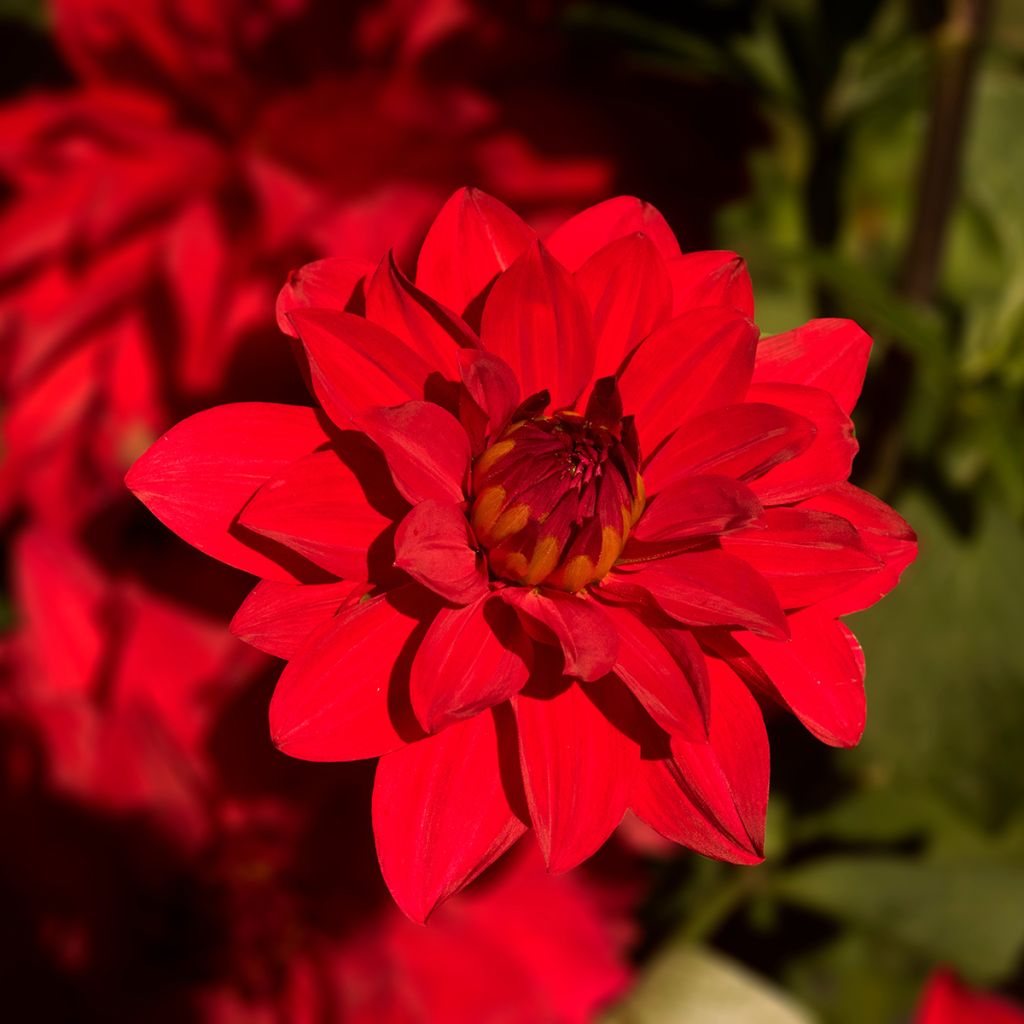 Dahlia Babylon Red