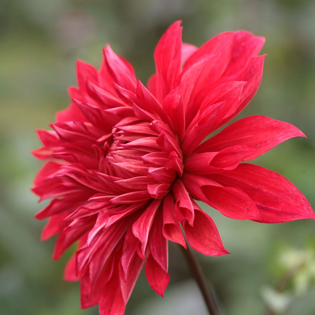 Dahlia Babylon Red