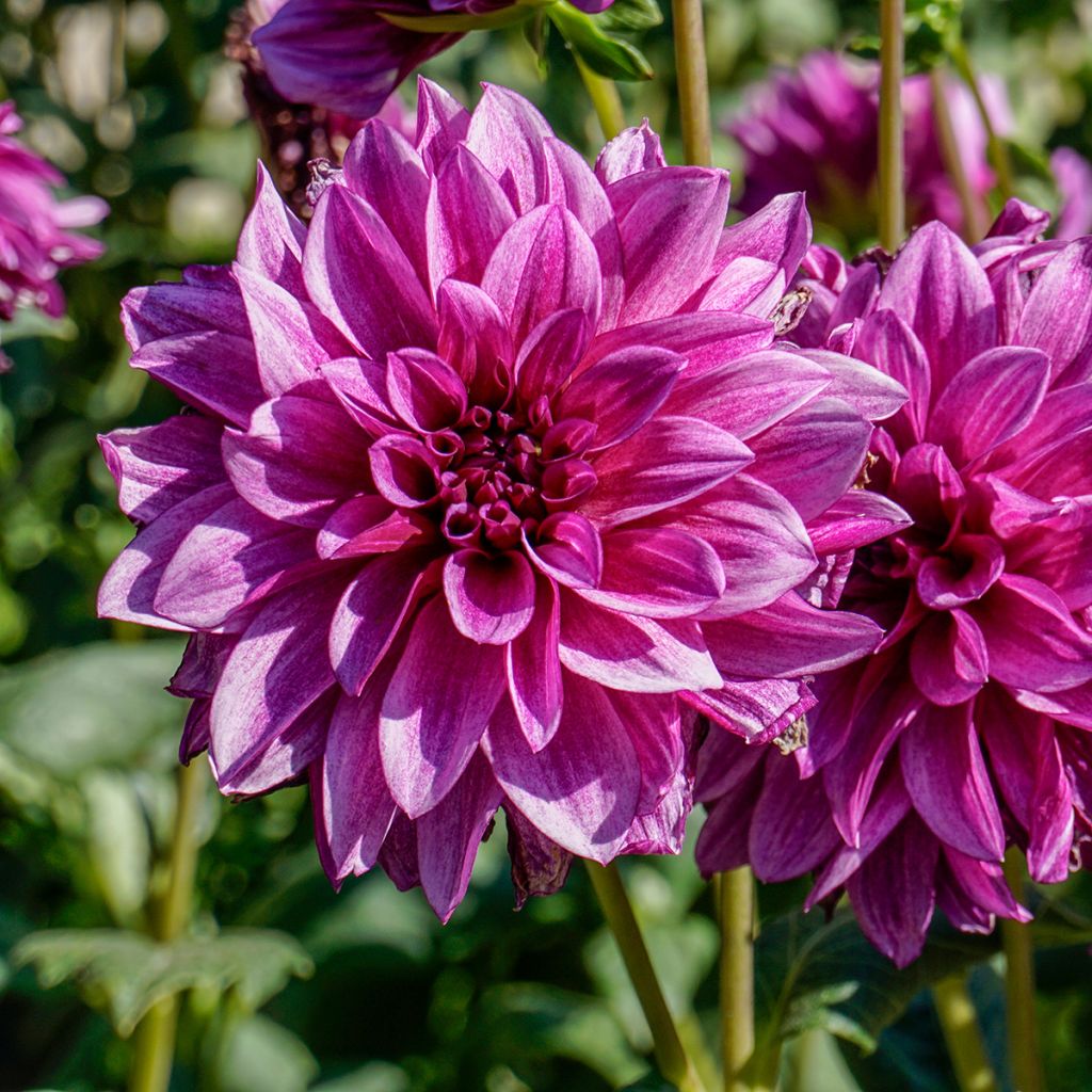 Dahlia Blue Bell