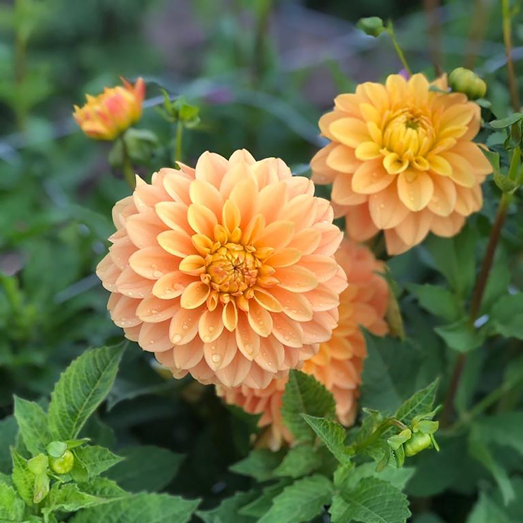 Dahlia décoratif Bocherell