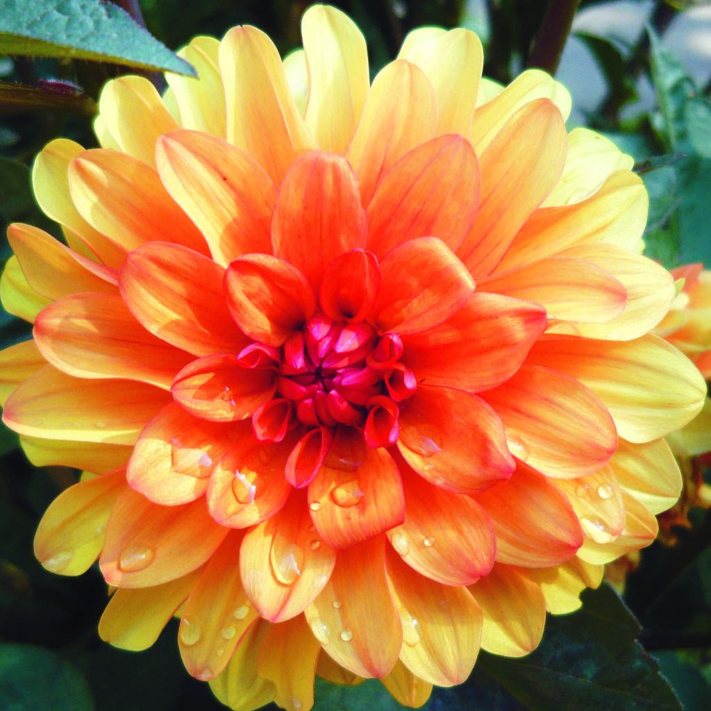 Dahlia David Howard