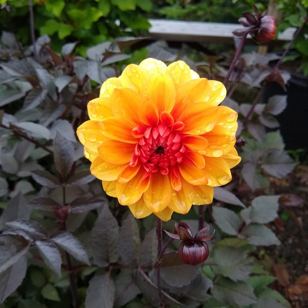 Dahlia David Howard
