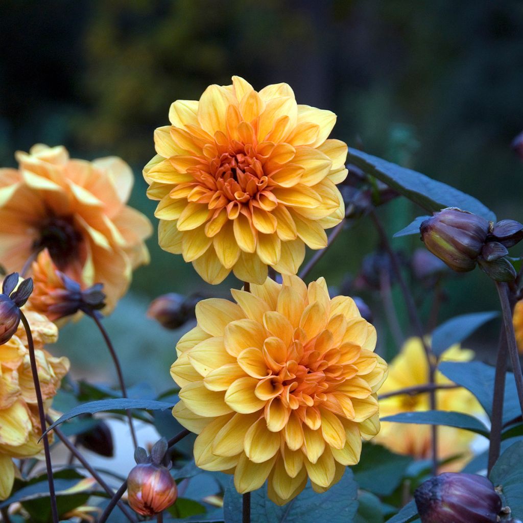 Dahlia David Howard