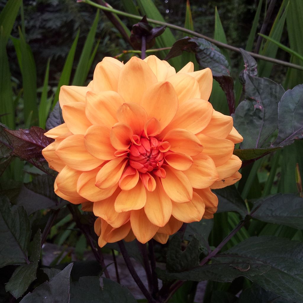 Dahlia David Howard
